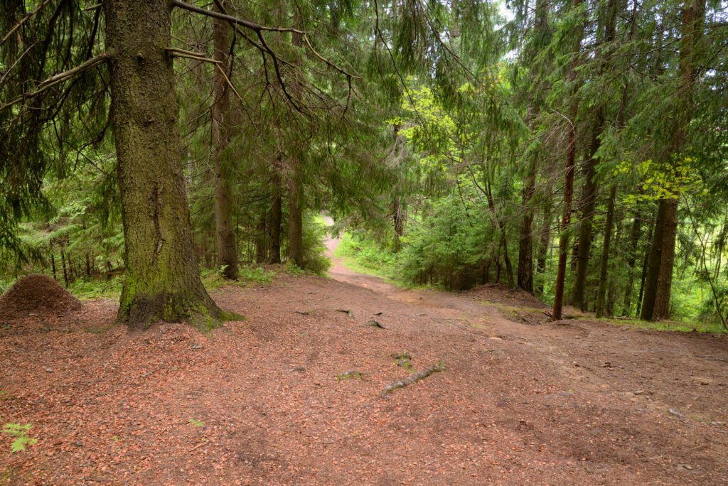 Forest pathway before land clearing and development